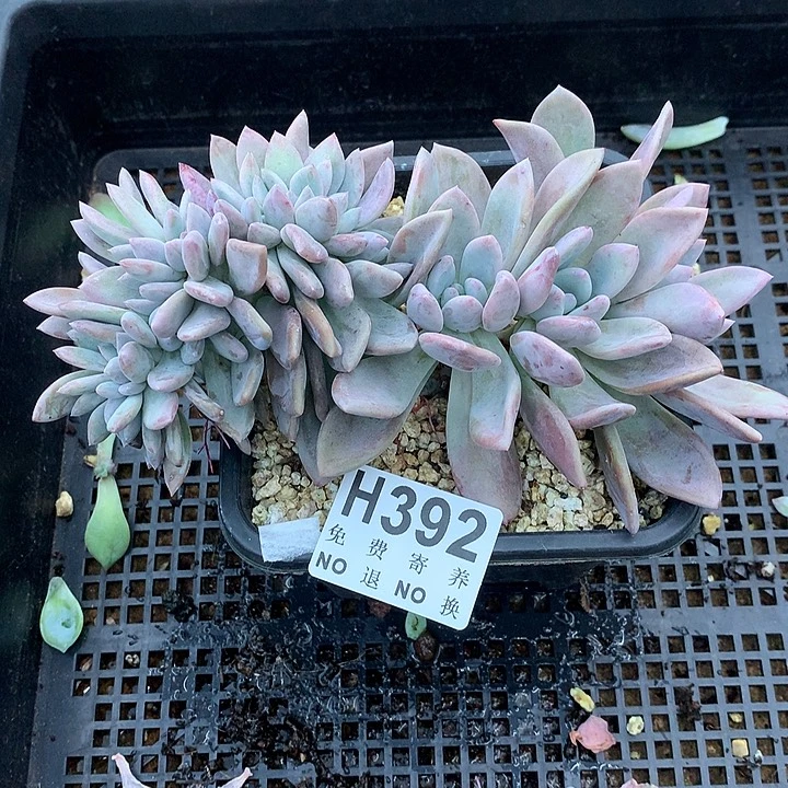 奥普琳娜缀化 非偏远38包邮、节后发