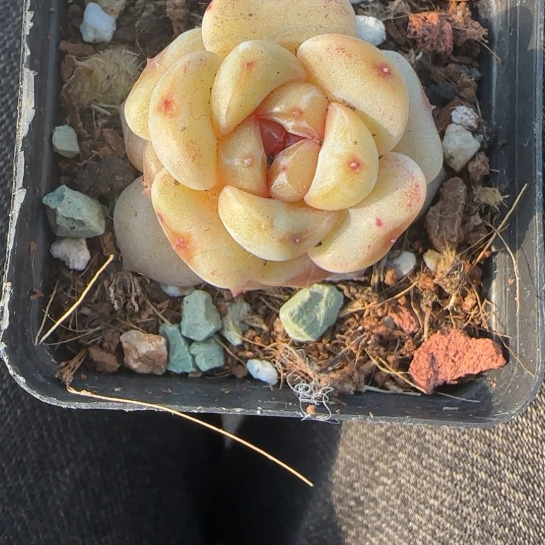 多肉小卡拉米糖心一物一拍