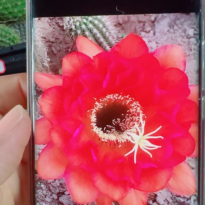 毛花柱戏法侧芽拍一发二