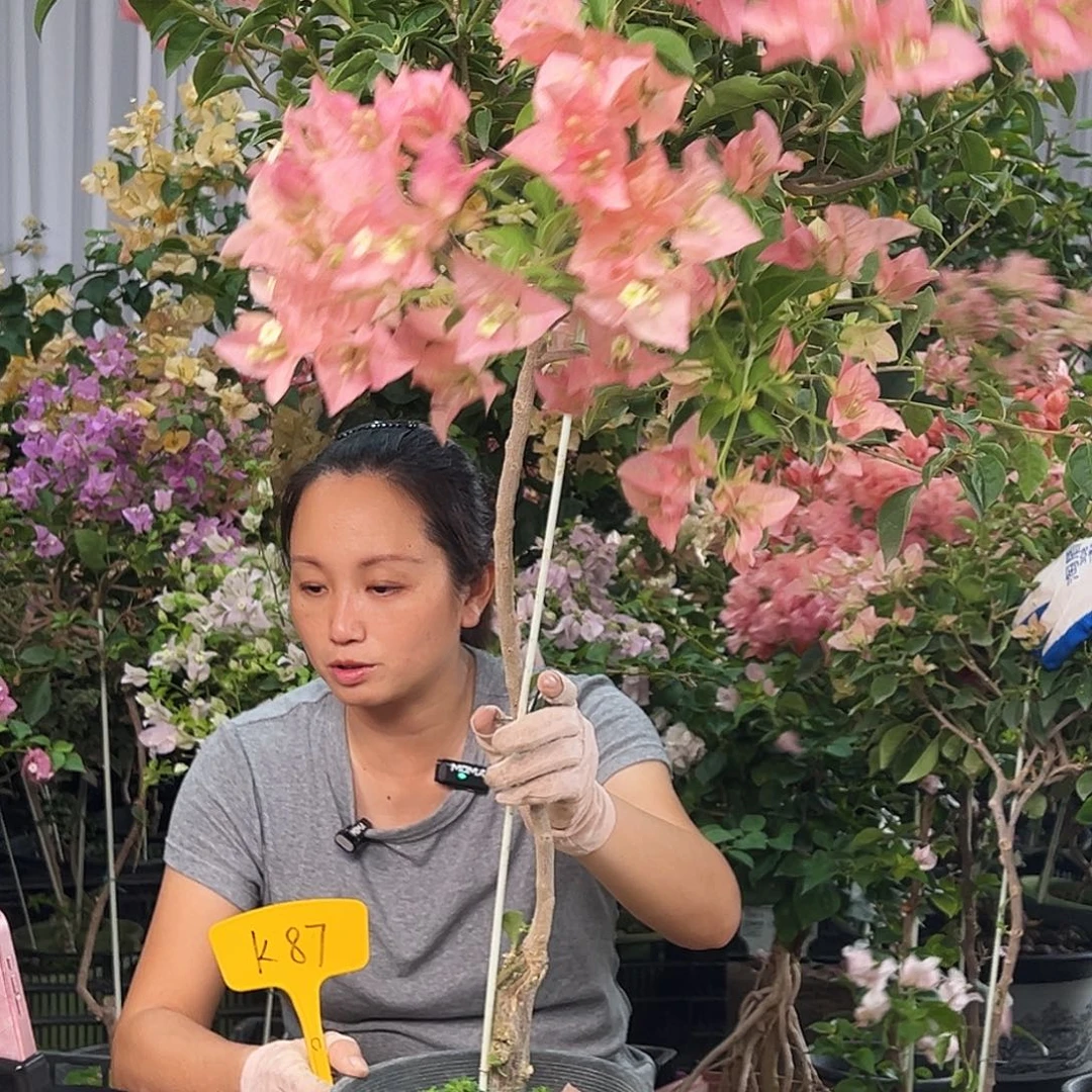 宇***选大部分花苞少量开放K87卡亚塔