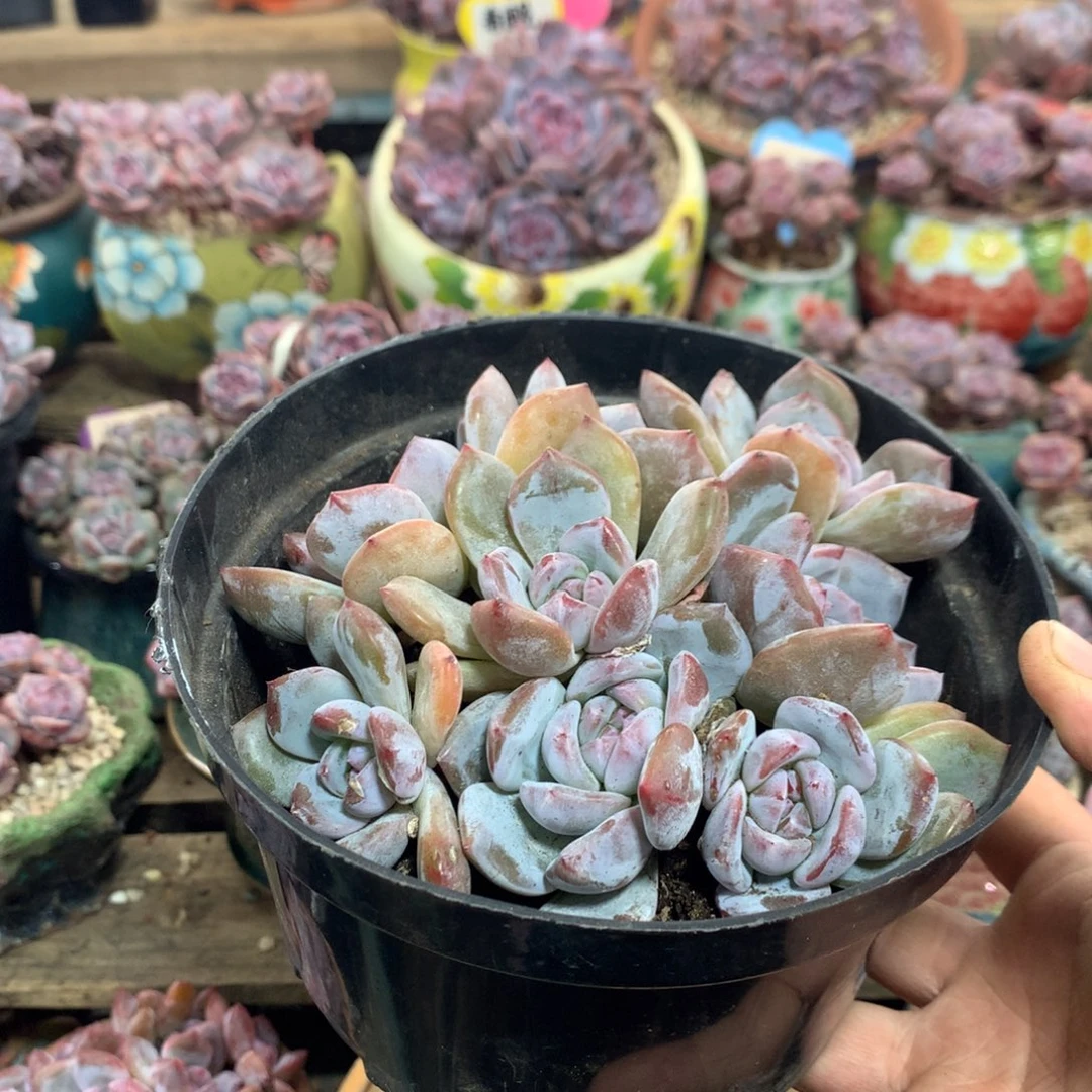 哈哈哈哈哈哈哈19