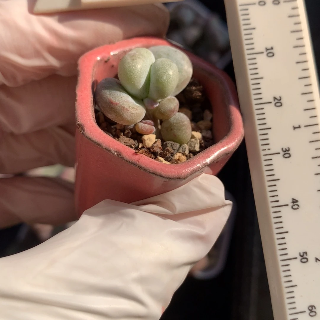 油煎奶酪多肉黄油油煎