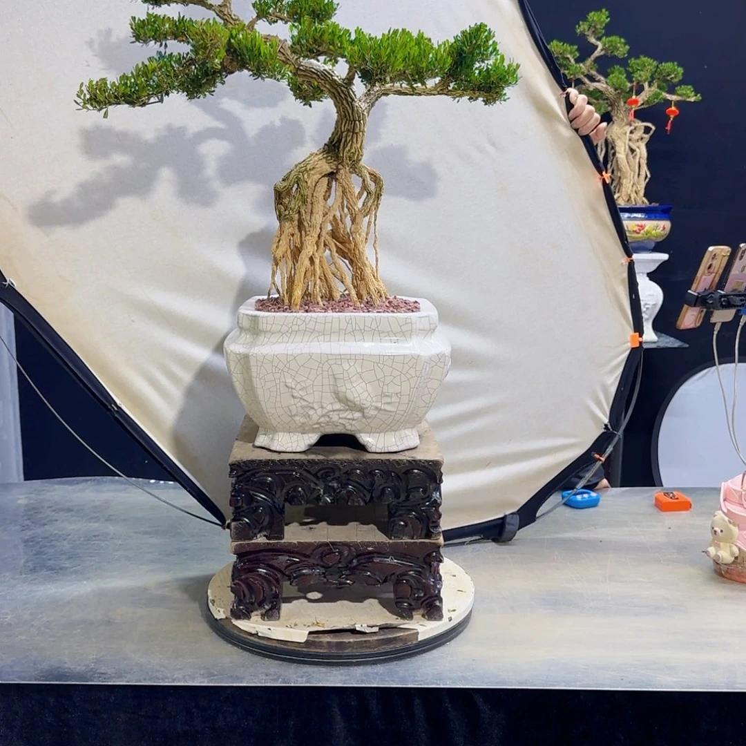 高端黄杨盆景艺术