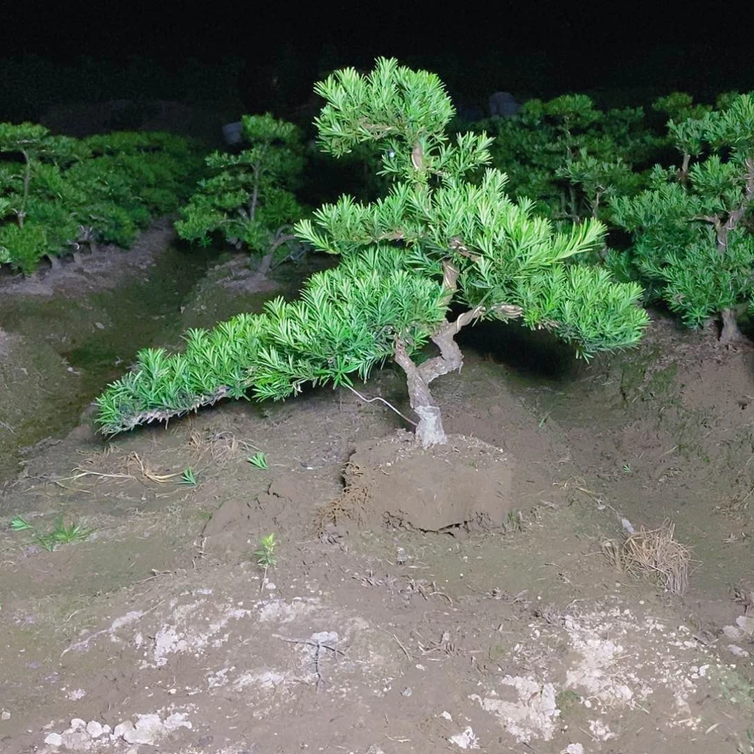 320/1颗小叶雀舌罗汉松
