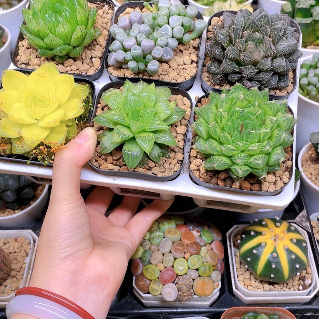 玉露六件套多肉，原盆