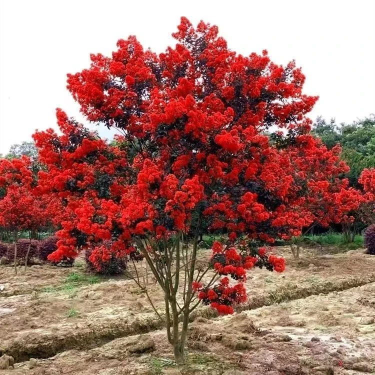 【紫薇百日红红火箭】庭院造景    耐寒耐汗   盆栽地栽 南北都可以