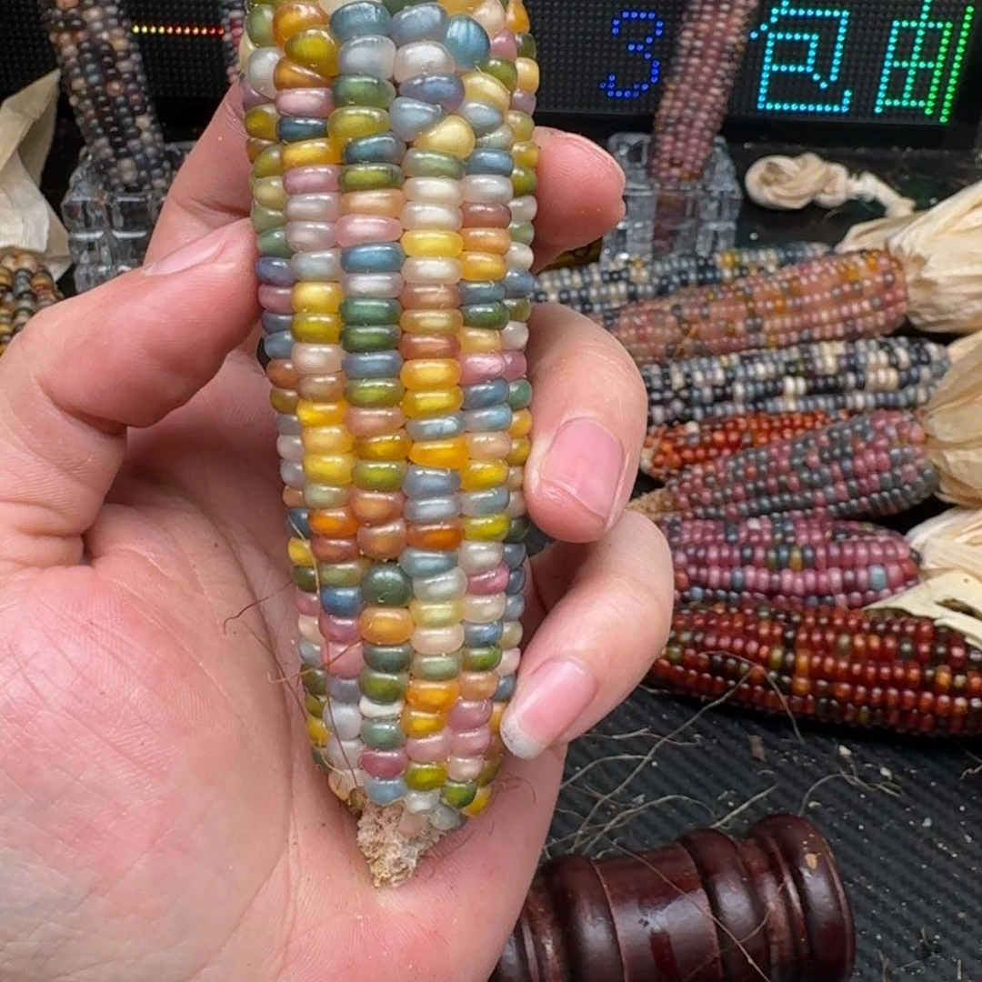 柏香籽/百香籽吊坠流****行