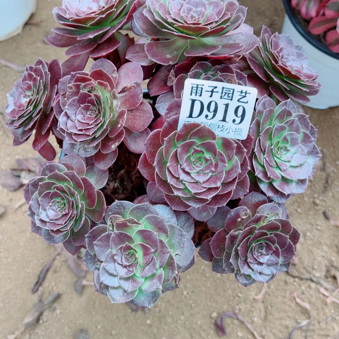 919黑珍珠尺寸20左右