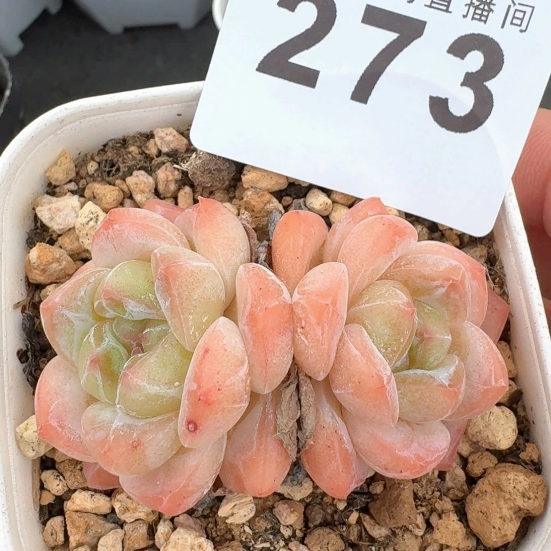 太妃糖            精美多肉植物