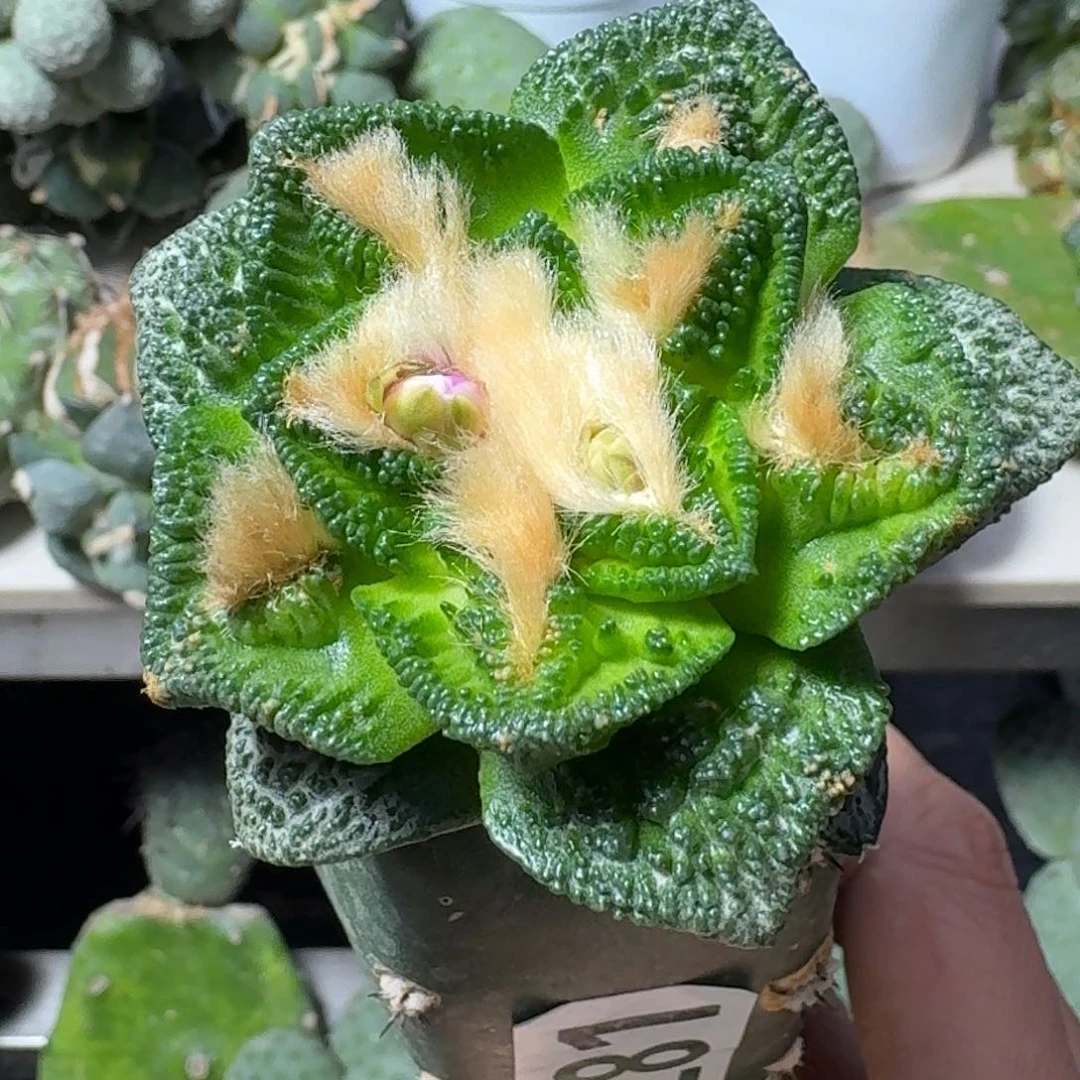 【闪购商品】无花朵星**海欧系辛顿281