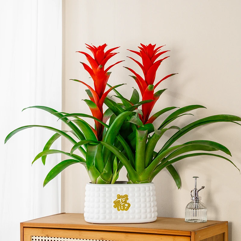（两支花组一盆）鸿运当头盆栽水培大红星凤梨花带花绿植室内客厅