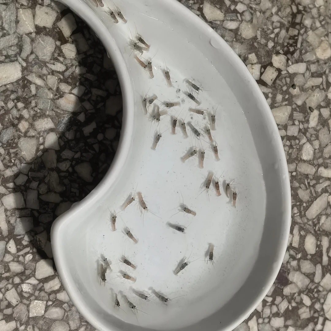 澳洲淡水龙虾黑头苗