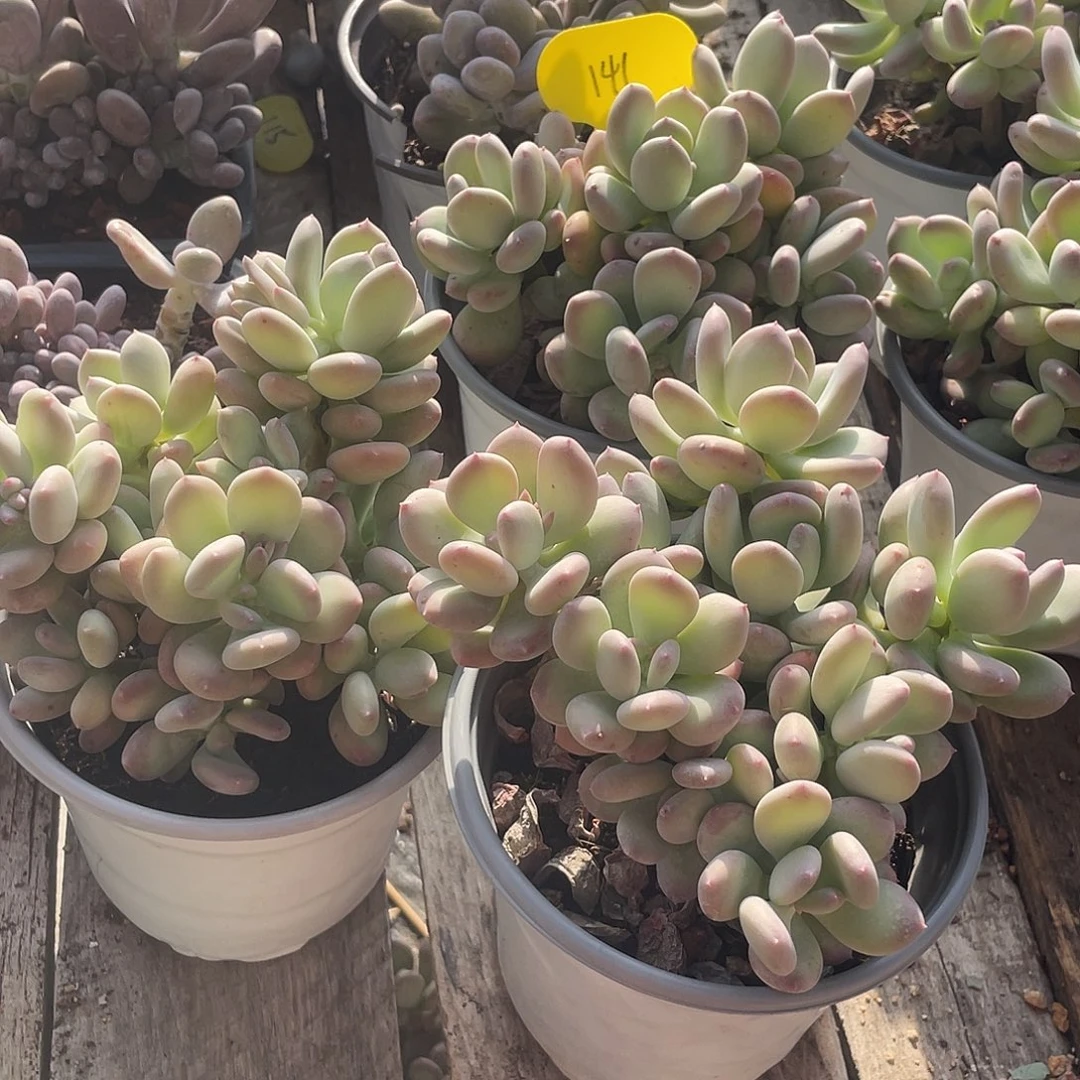 三盆三日月美人多肉141