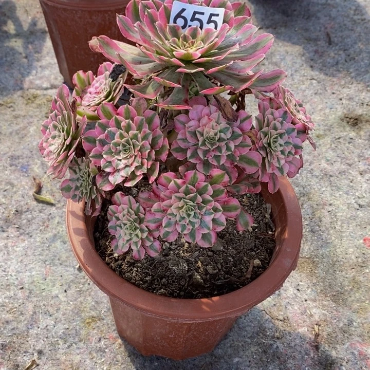 伟红铜白多肉植物655