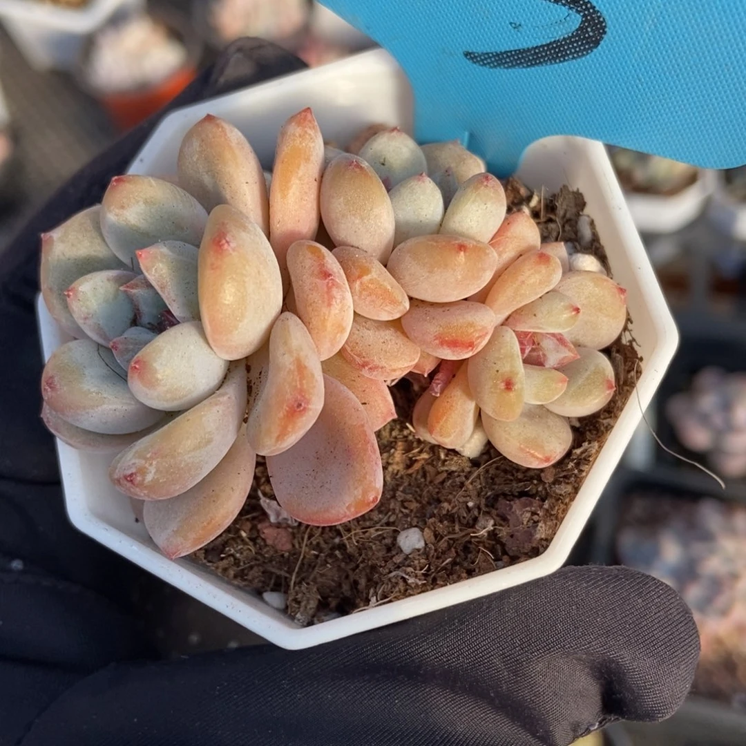 1003星星雪多肉植物