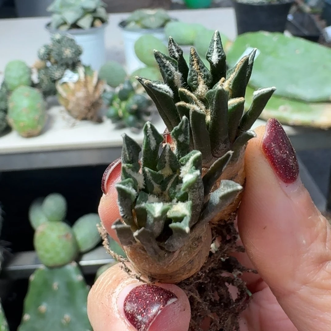 【闪购商品】无花朵福利两颗萝卜根实生黑牡丹
