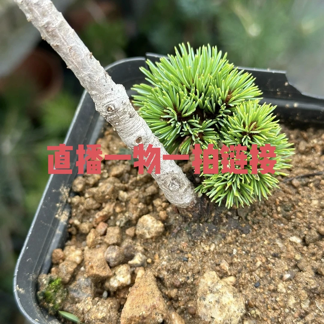 本链接仅限直播间《一物一拍》松柏盆景，杂木盆景花盆销售制