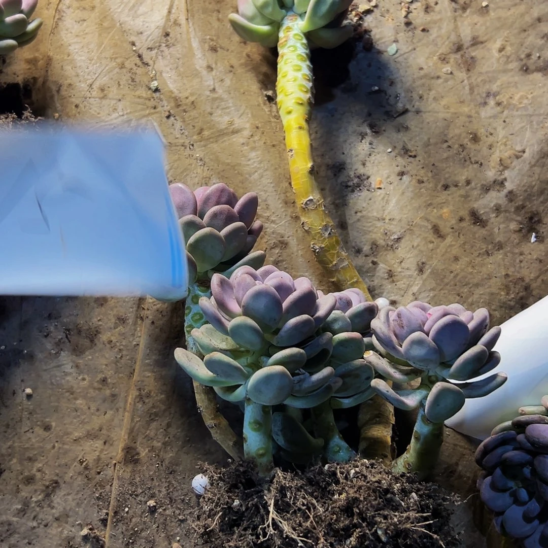 郑***妹15号一物一拍脱土包邮