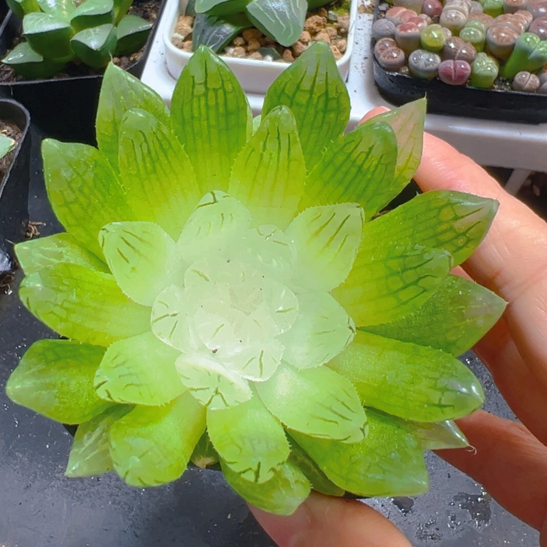 白娘子多肉多肉多肉多肉