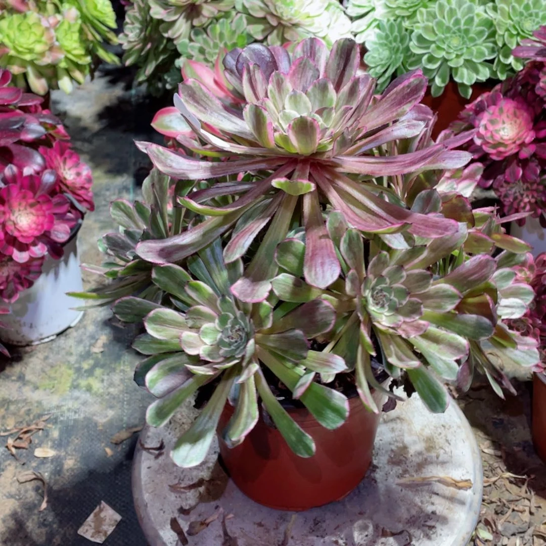 多肉植物水墨画181