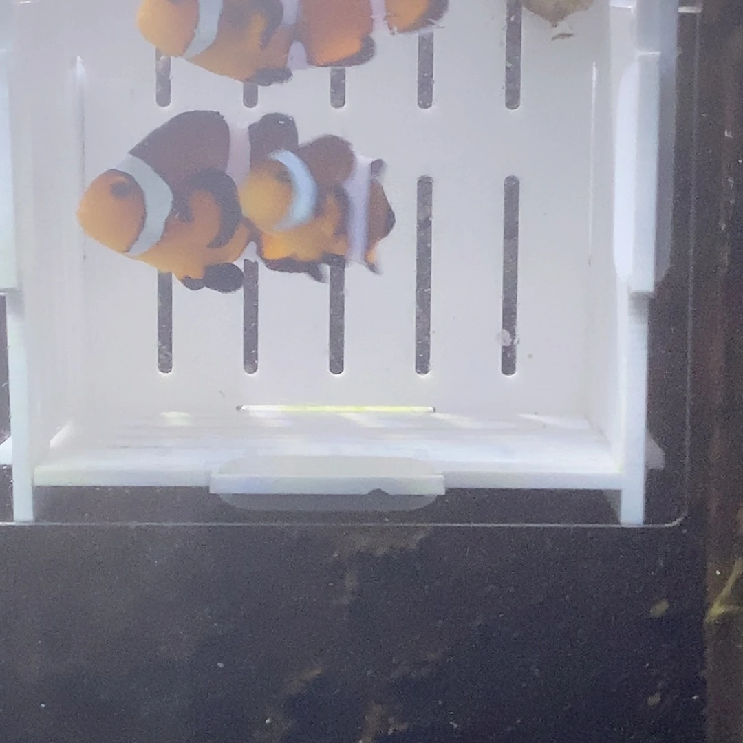 海水鱼公子小丑鱼