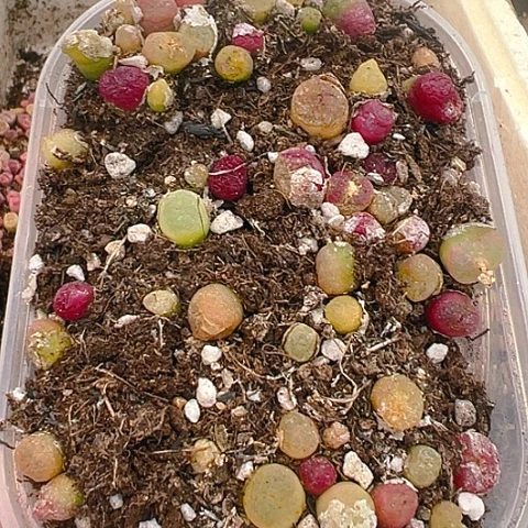 【闪购商品】24625