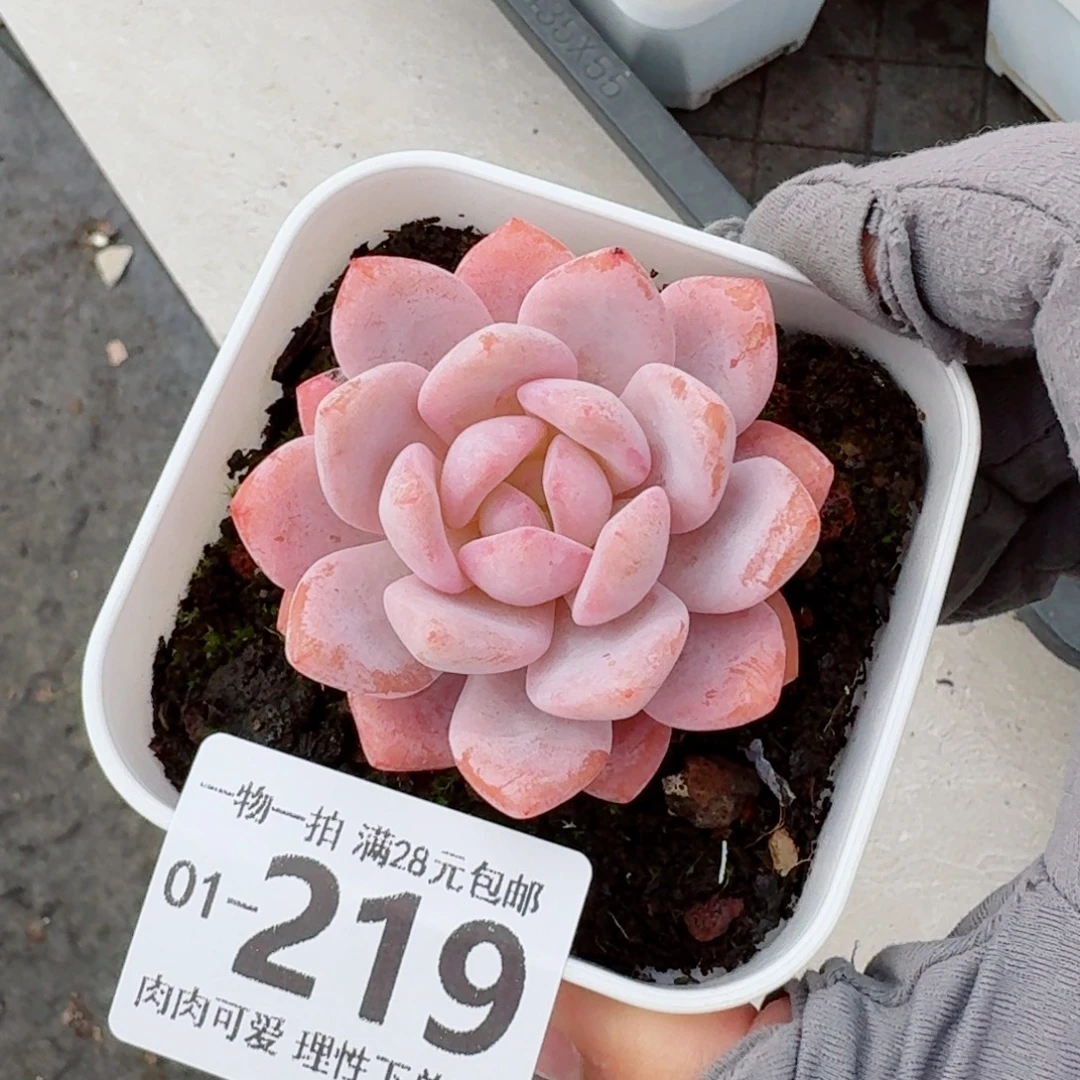 奶盖多肉无盆土发货无盆土发货无