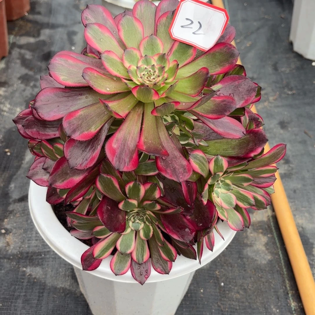 花好月又圆2025030922季月