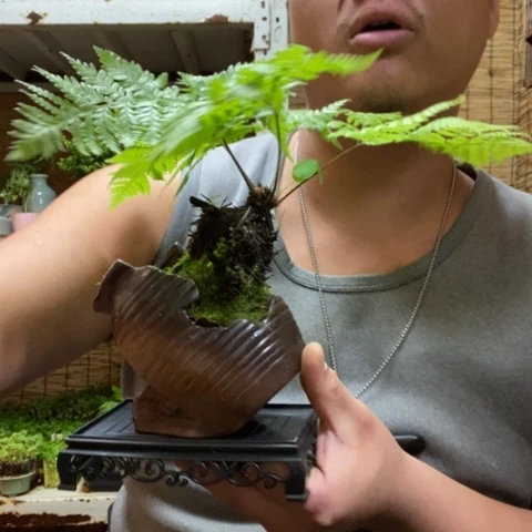 红陶一物一拍所见即所得213