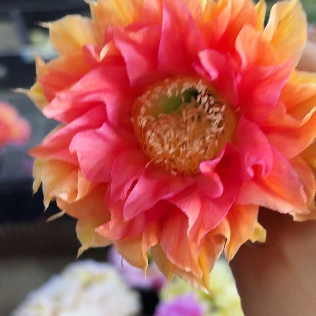 彩A117无根侧牙四公分