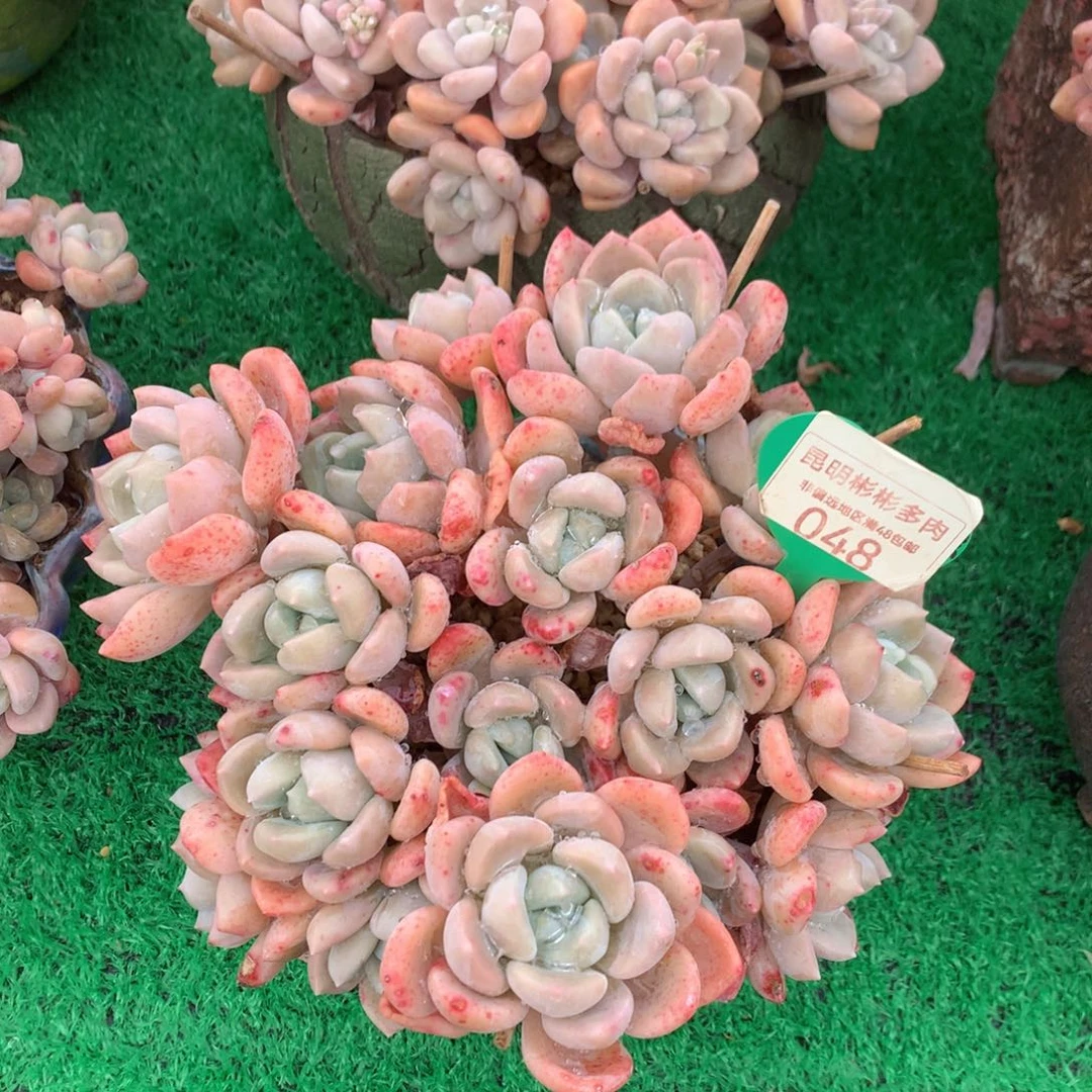 克洛伊老桩平头048