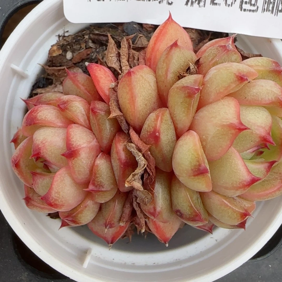 花语逸镜0215-301