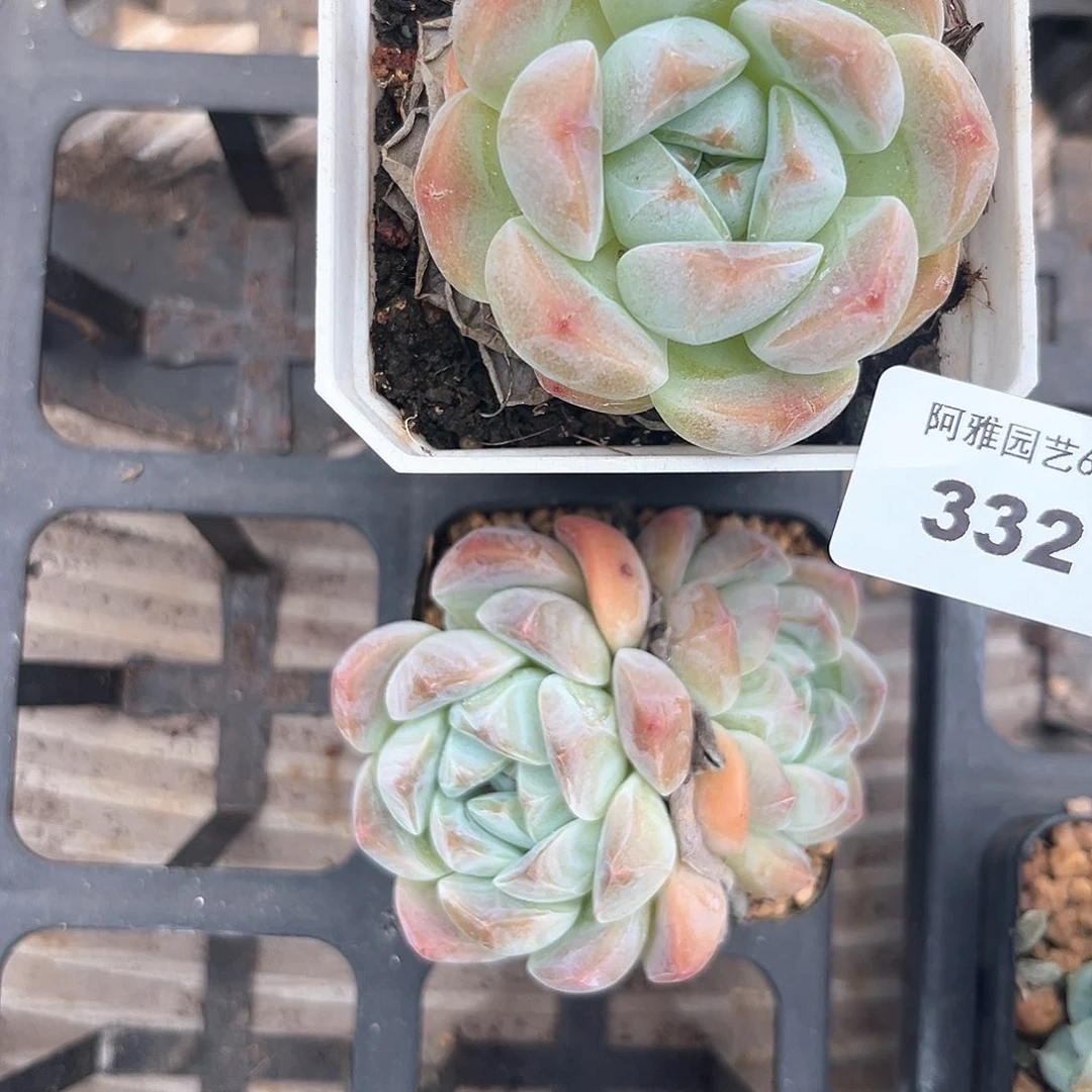 阿雅园艺。   332