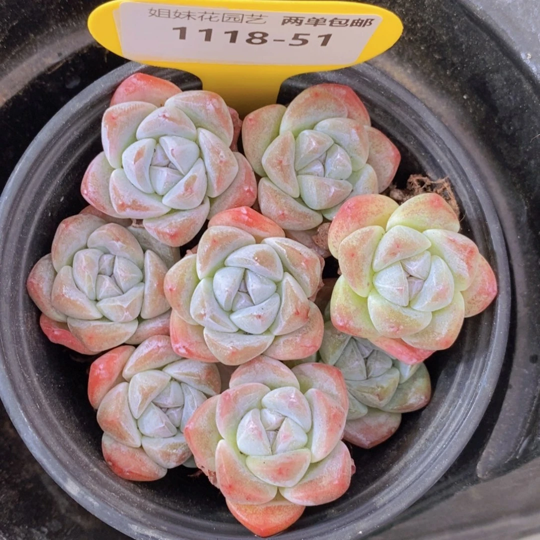 1118-51-小珍妮冰玉一盒