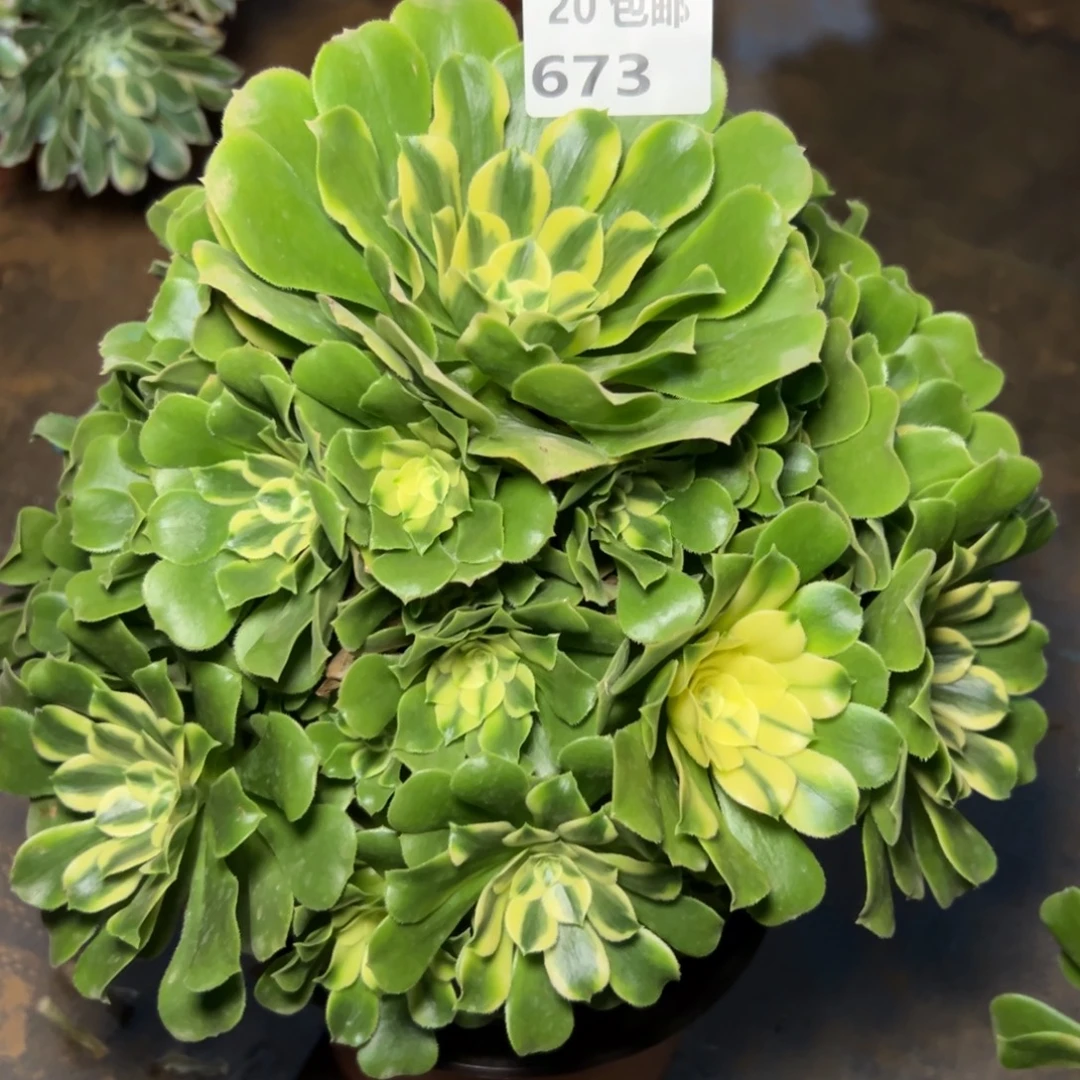 新尼亚673 ，满20包邮嘟叮熊