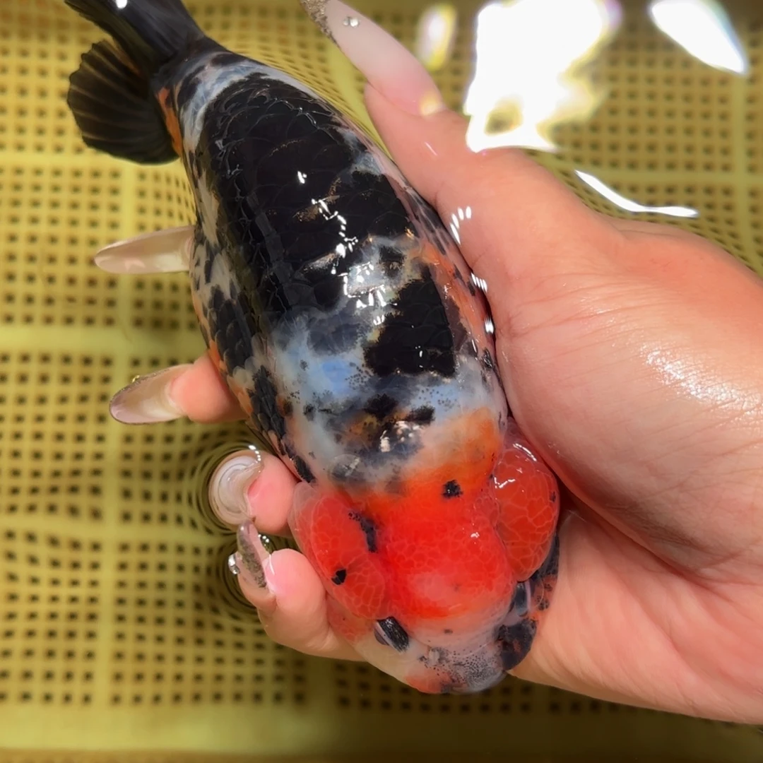 牛***牛金鱼拍包装包邮，不拍包装运费到付