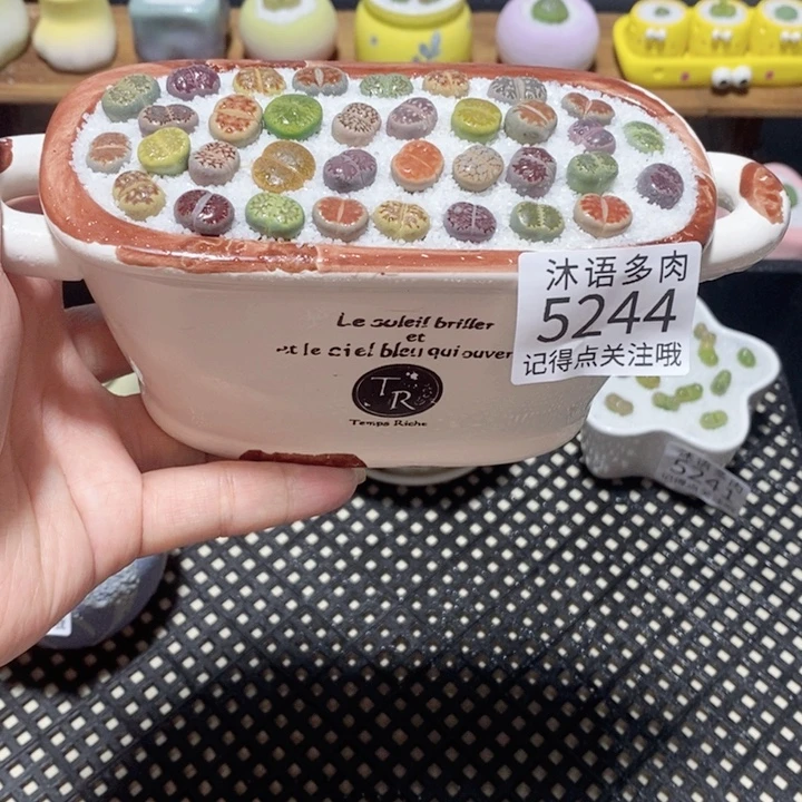 带盆土植物 一物一拍5244