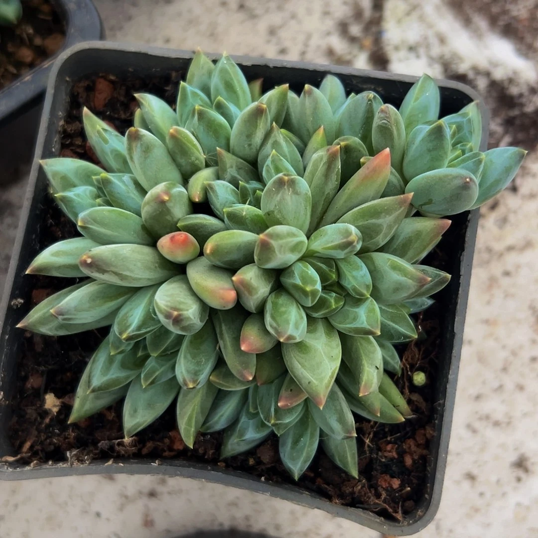 桔云多肉美人精品系列