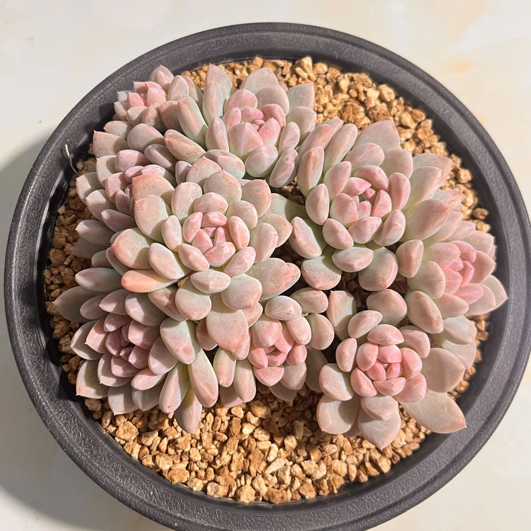 强子精品多肉 奶昔 多肉植物 精控精养 净化 空气 美化环境