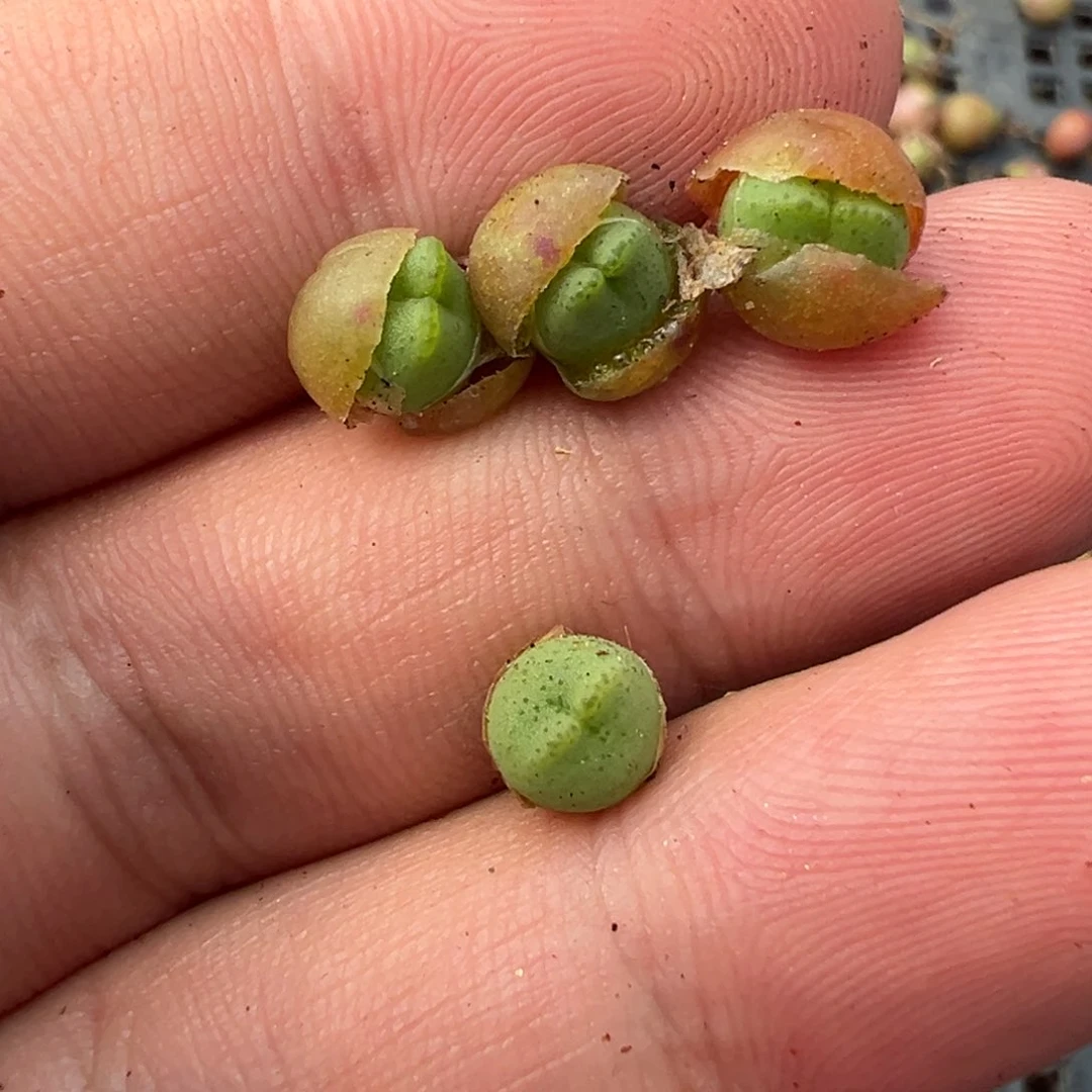 量拍1558皮卡丘小苗一颗