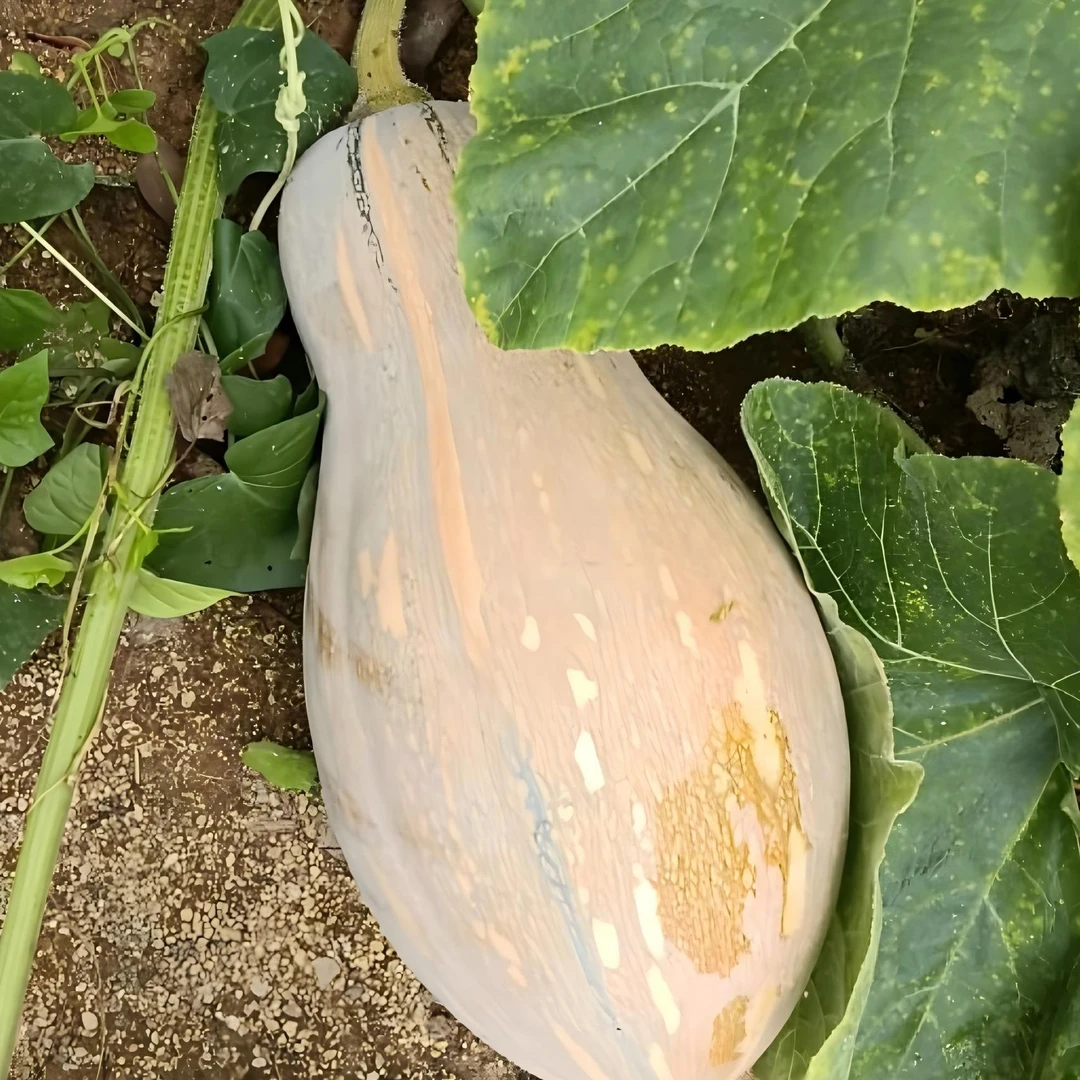 四川农户自种蜜本南瓜蜜本老南瓜