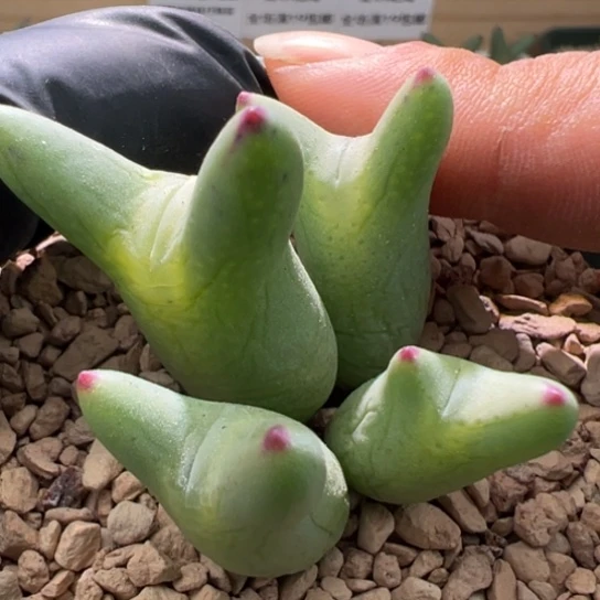 正版皮卡丘一颗709。