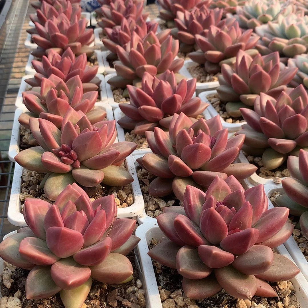 迷雾泡泡0000000000000000