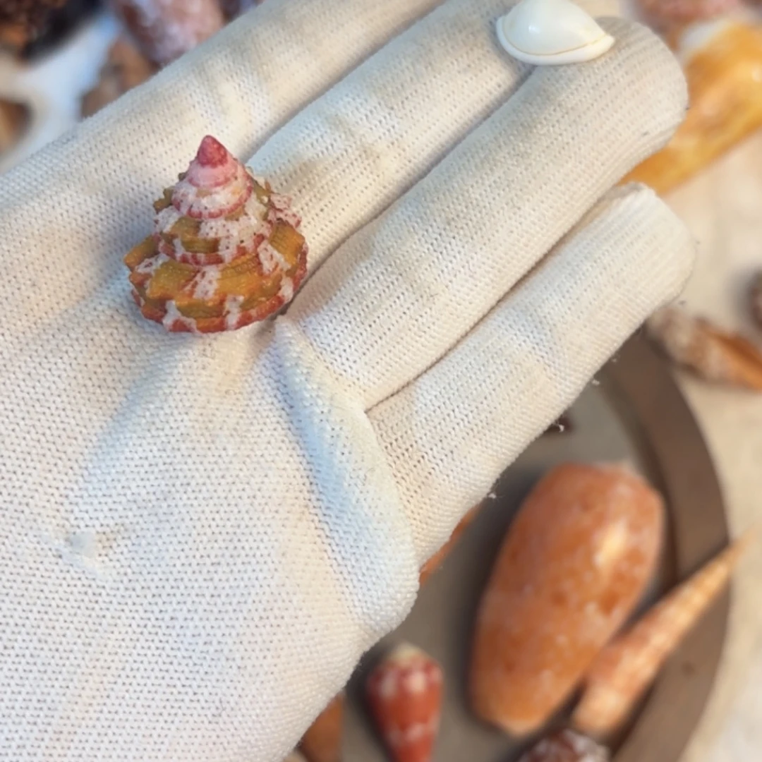 ****天然海螺标本福利