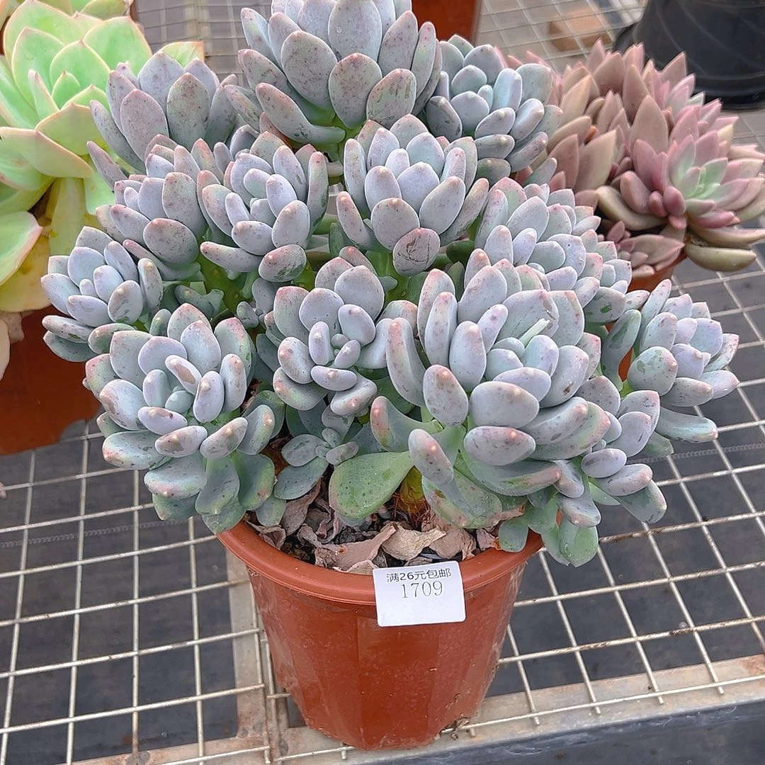 精***告1709咖啡美人多肉植物多肉