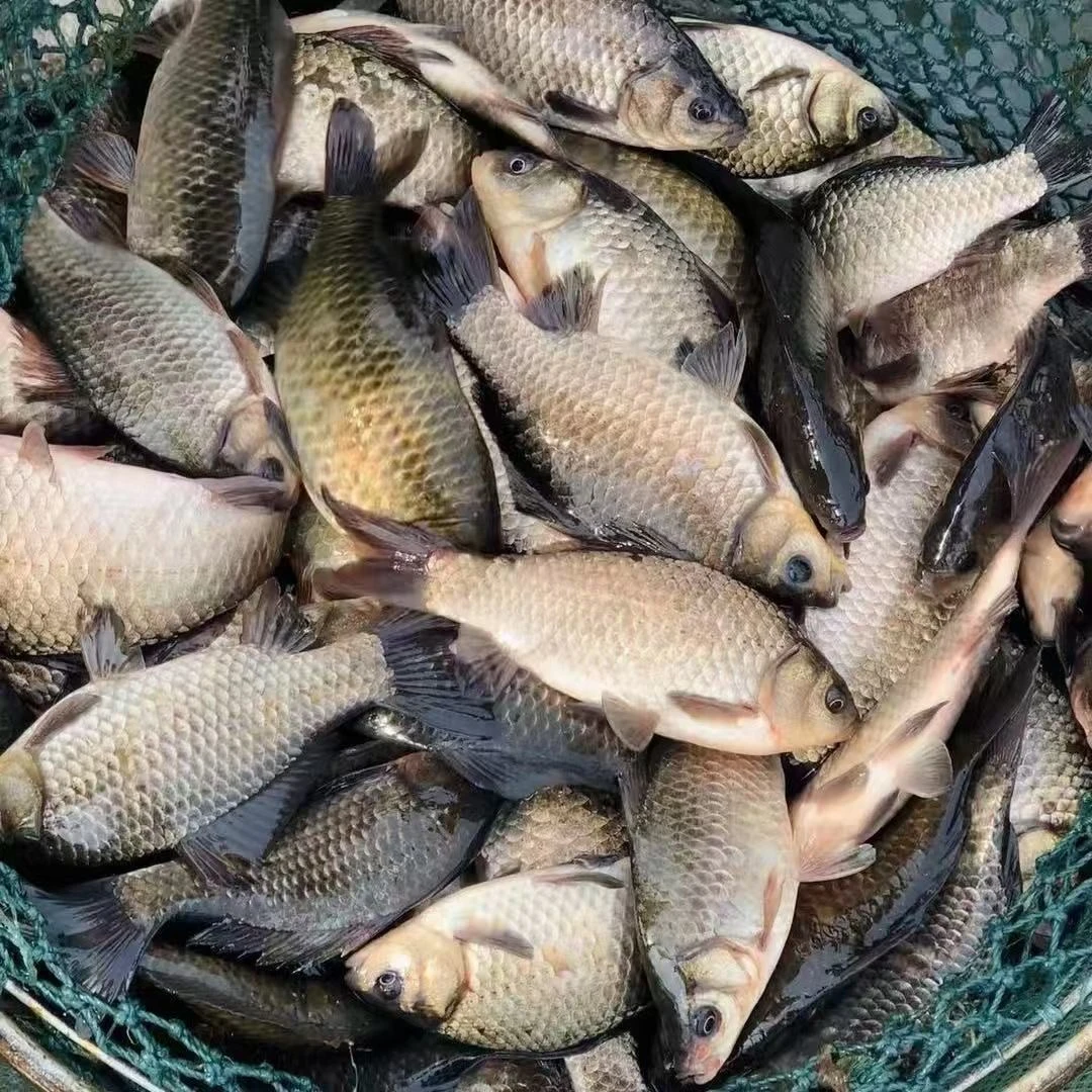 微湖情野鲫鱼当天捕捞不杀（每斤称5-8条左右）保鲜不保活