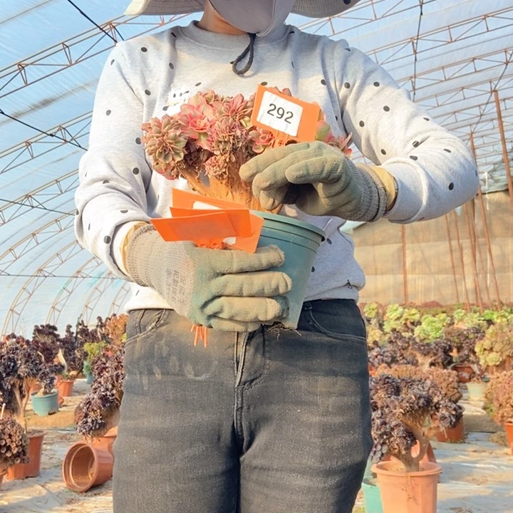 诗**意292粉女巫追话