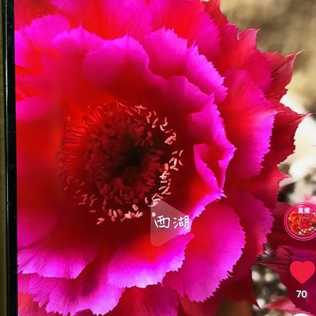 热加彩侧牙20包邮仙人球27