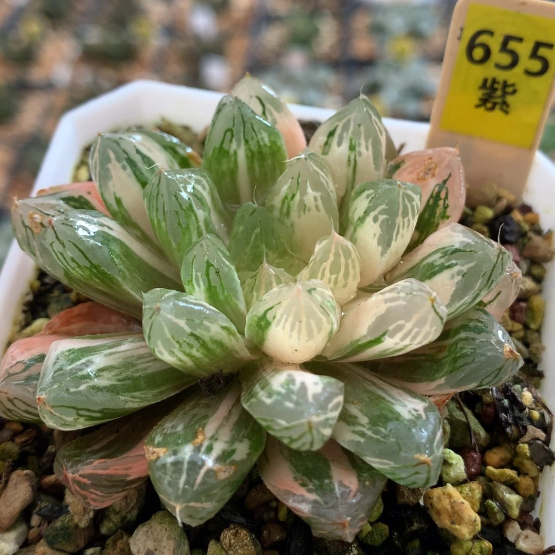 以实际为准655苏锦