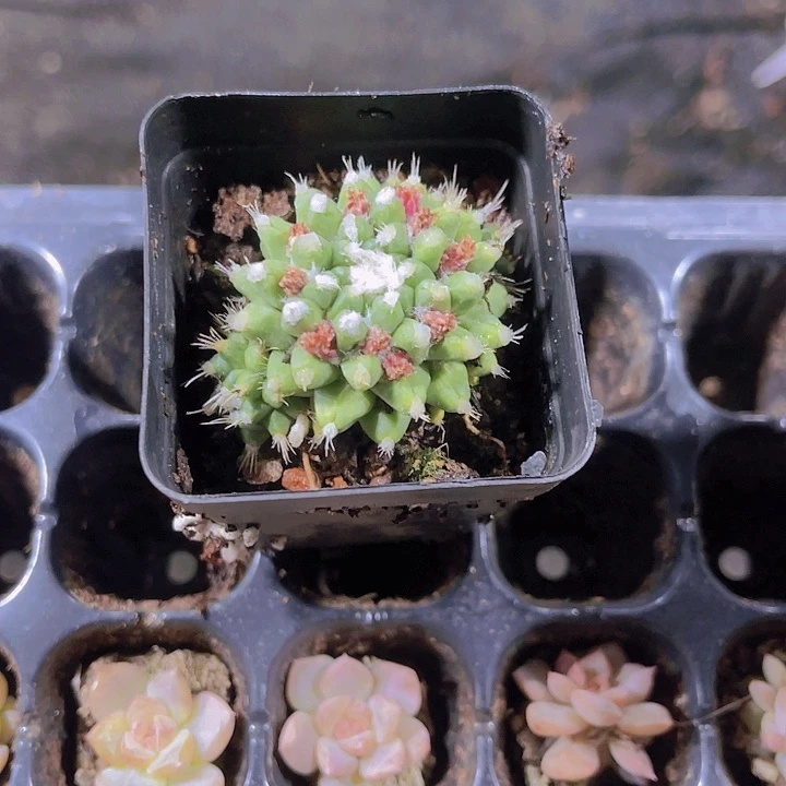 精品雪糕多肉植物
